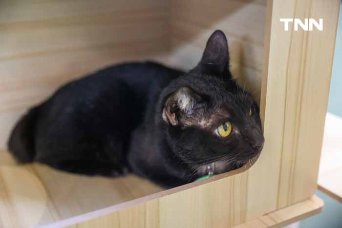 กทม.ชวนหาบ้านให้น้องแมว พบป่ะคนรักสัตว์ในงาน BKK EXPO 2024 กทม.ชวนหาบ้านให้น้องแมว พบป่ะคนรักสัตว์ในงาน BKK EXPO 2024