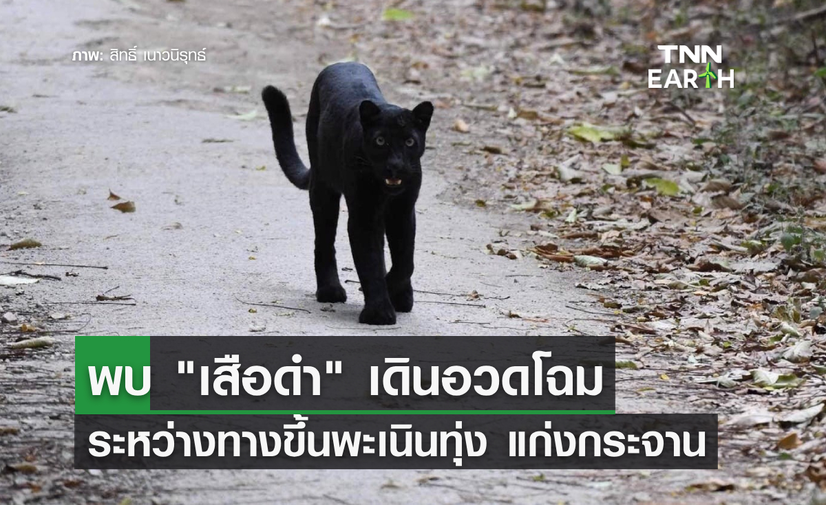 นักท่องเที่ยวใจฟูพบ "เสือดำ" เดินอวดโฉม ทางขึ้นพะเนินทุ่ง