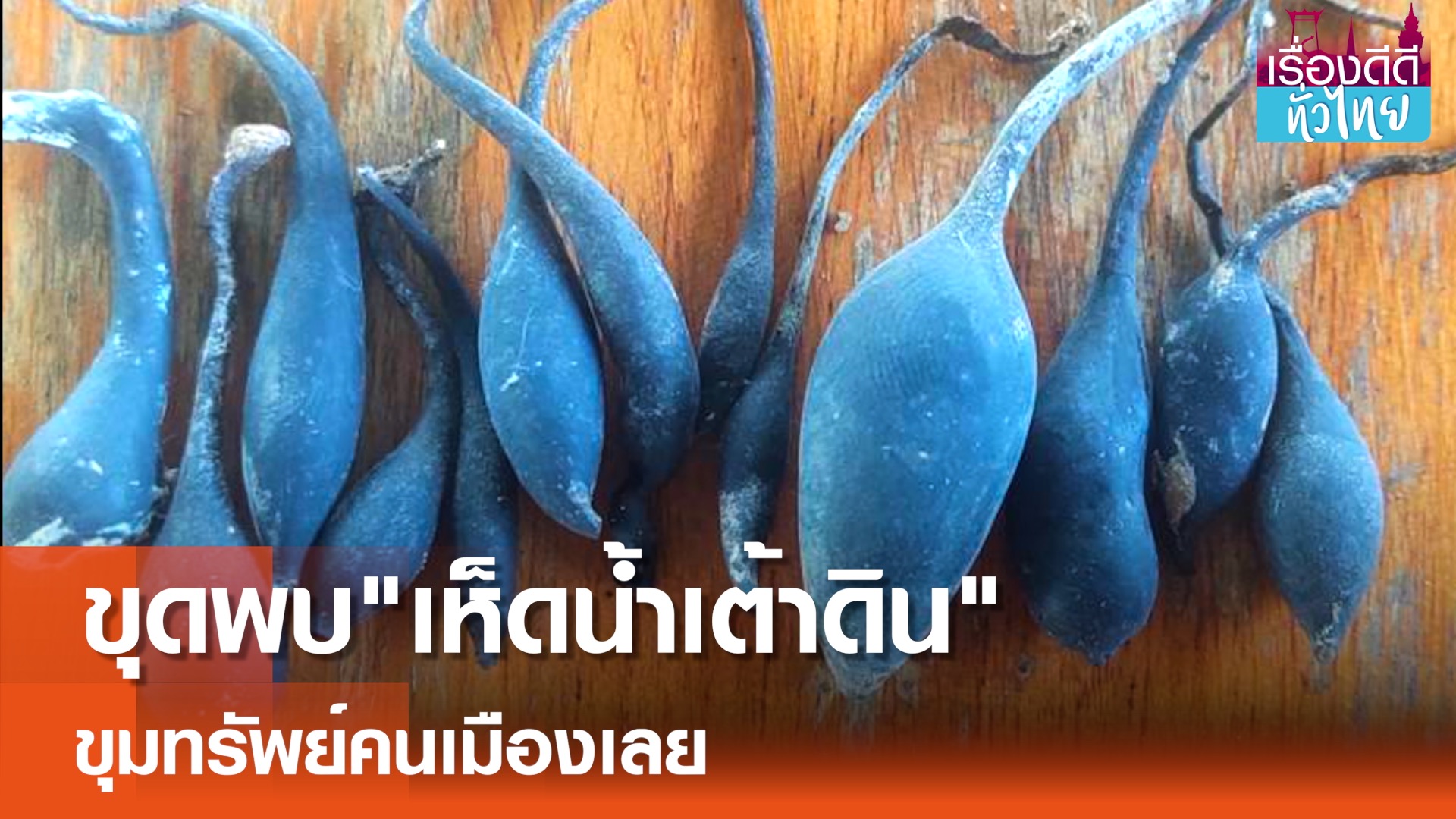 ชาวเลยขุดพบขุมทรัพย์"เห็ดน้ำเต้าดิน" 