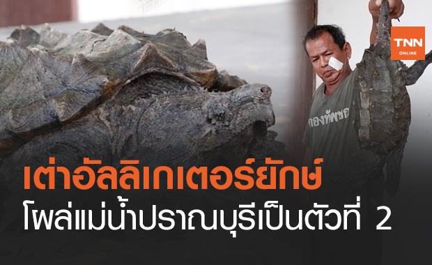 พบอีก! "เต่าอัลลิเกเตอร์" โผล่แม่น้ำปราณบุรีเป็นตัวที่ 2 