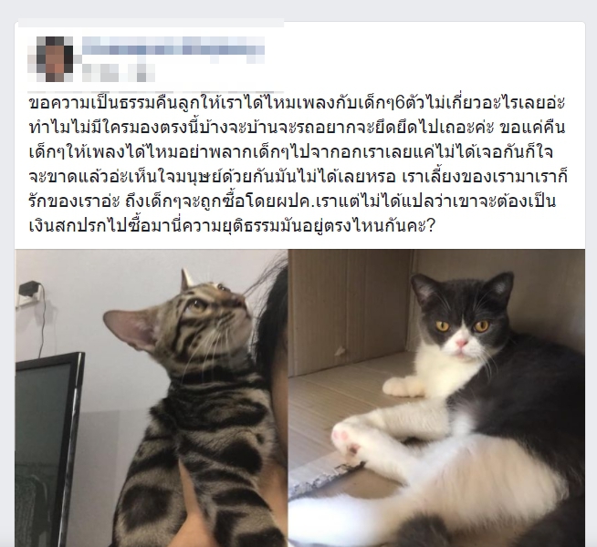 สาวร้องขอคืนแมวของกลางทั้ง 6 ตัว ลั่น! น้องๆ ไม่เกี่ยวอะไรด้วย สาวร้องขอคืนแมวของกลางทั้ง 6 ตัว ลั่น! น้องๆ ไม่เกี่ยวอะไรด้วย