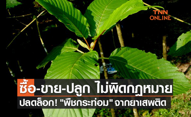 ปลดล็อก! "พืชกระท่อม" ออกจากยาเสพติด พร้อมปล่อยตัวผู้กระทำผิด 1,038 คนทันที
