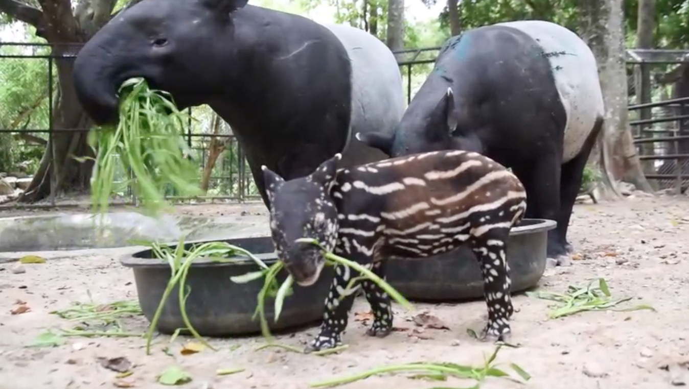 ฉลอง 44 ปี สวนสัตว์เปิดเขาเขียว เปิดตัวสมาชิกใหม่ ลูกสมเสร็จ