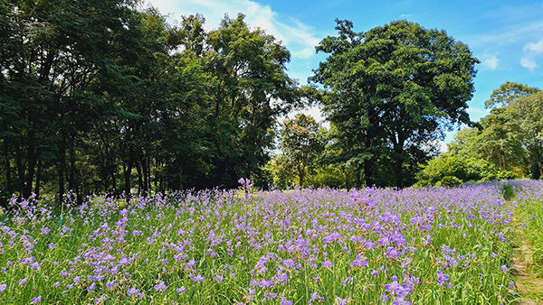 10 ที่เที่ยวปราจีนบุรี เช็กอินเมืองรอง สูดอากาศธรรมชาติใกล้กรุง 