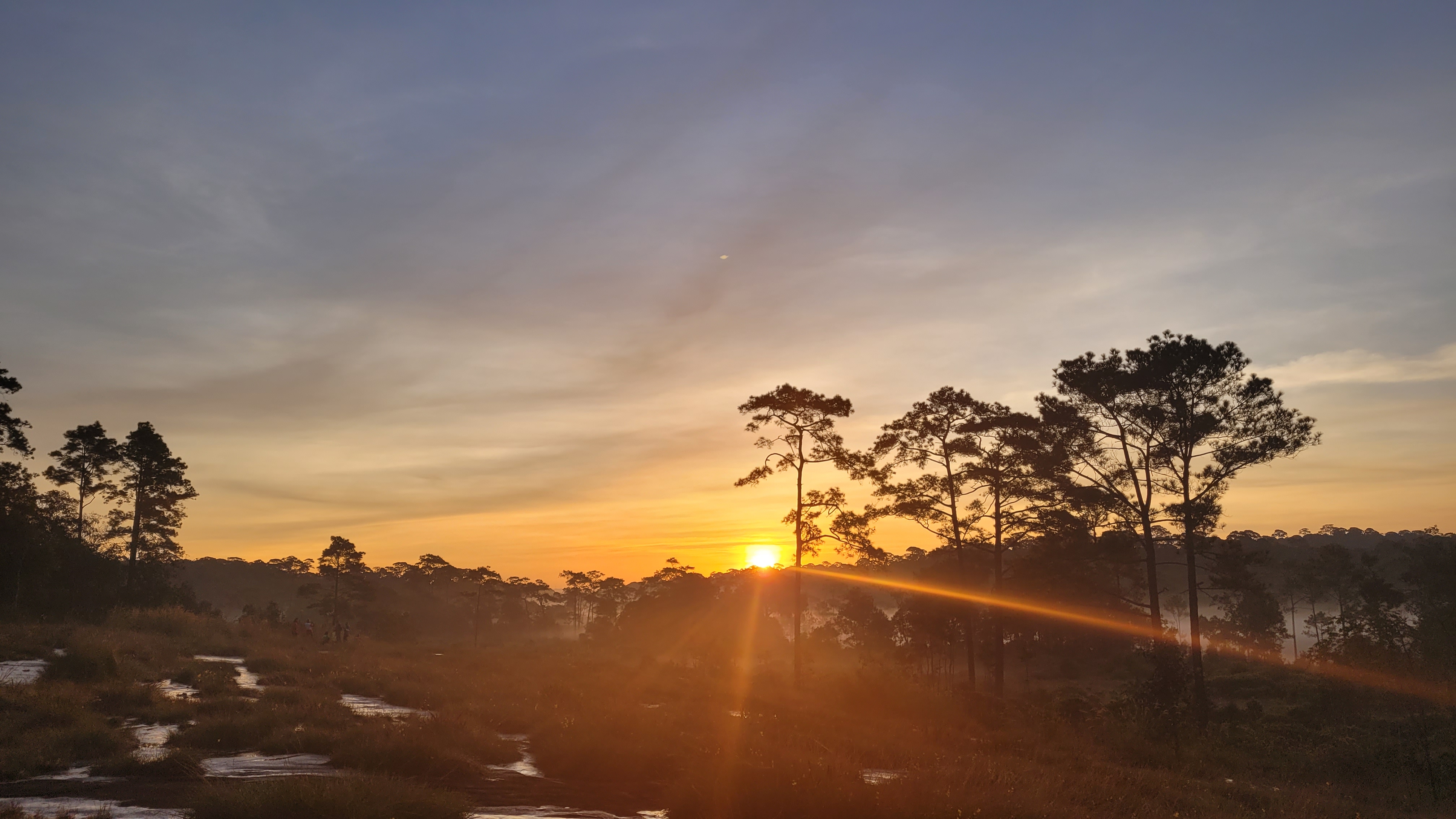 ทุ่งแสลงหลวง พร้อมเปิดให้ นทท.ขึ้นทุ่งโนนสน ชมดอกไม้งาม