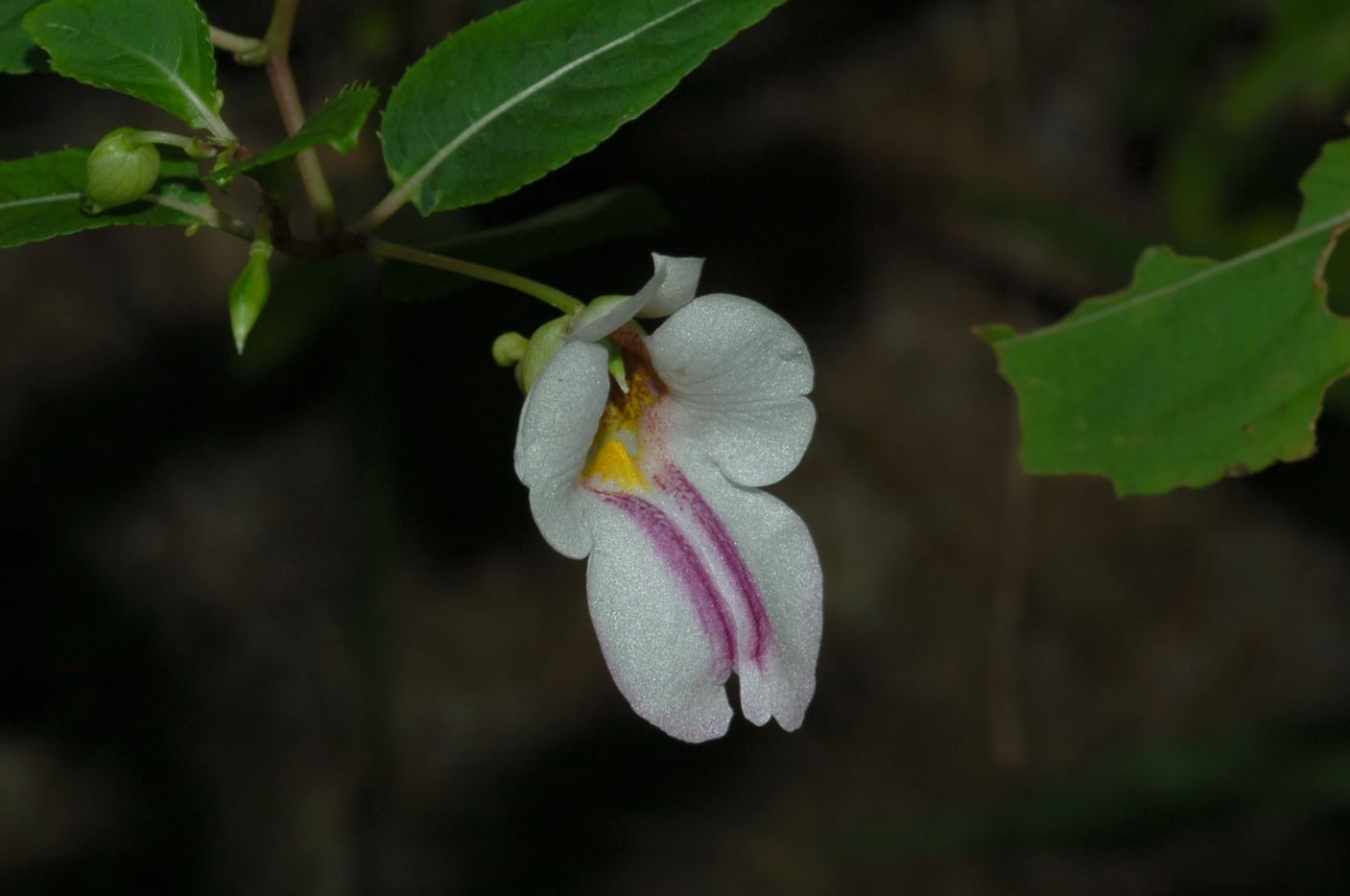 นักพฤษศาสตร์ไทย ค้นพบพืชสกุลเทียนกว่า 20 ชนิด และ 1 สายพันธุ์ใหม่ล่าสุดของโลก