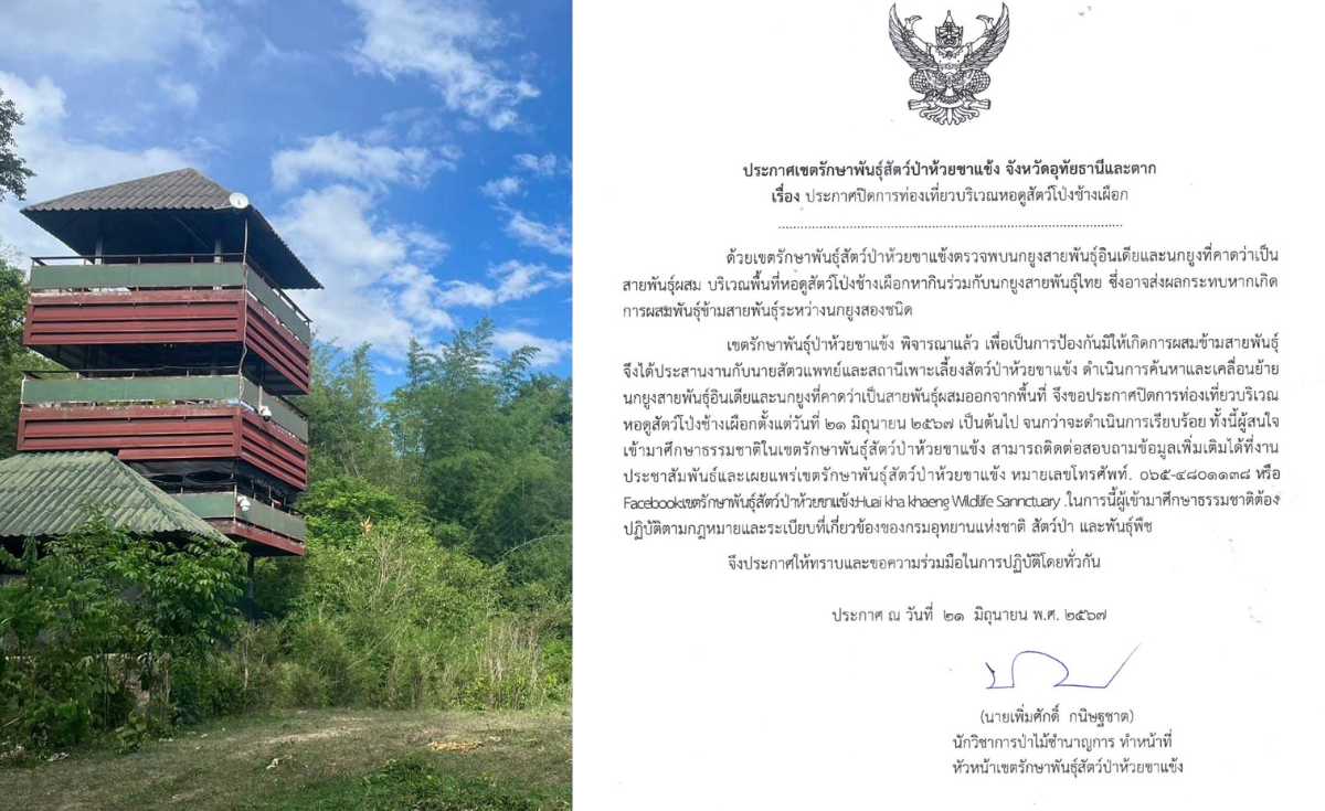 ห้วยขาแข้งปิดท่องเที่ยวหอดูสัตว์ เร่งจับนกยูงอินเดีย สกัดผสมข้ามสายพันธุ์นกยูงไทย ห้วยขาแข้งปิดท่องเที่ยวหอดูสัตว์ เร่งจับนกยูงอินเดีย สกัดผสมข้ามสายพันธุ์นกยูงไทย