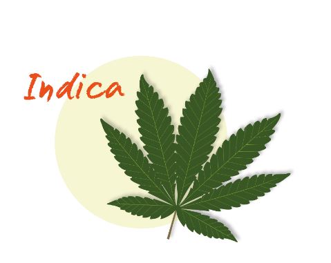 รู้จัก สายพันธุ์กัญชา มีประโยชน์อย่างไร มีแหล่งกำเนิดที่ไหน?