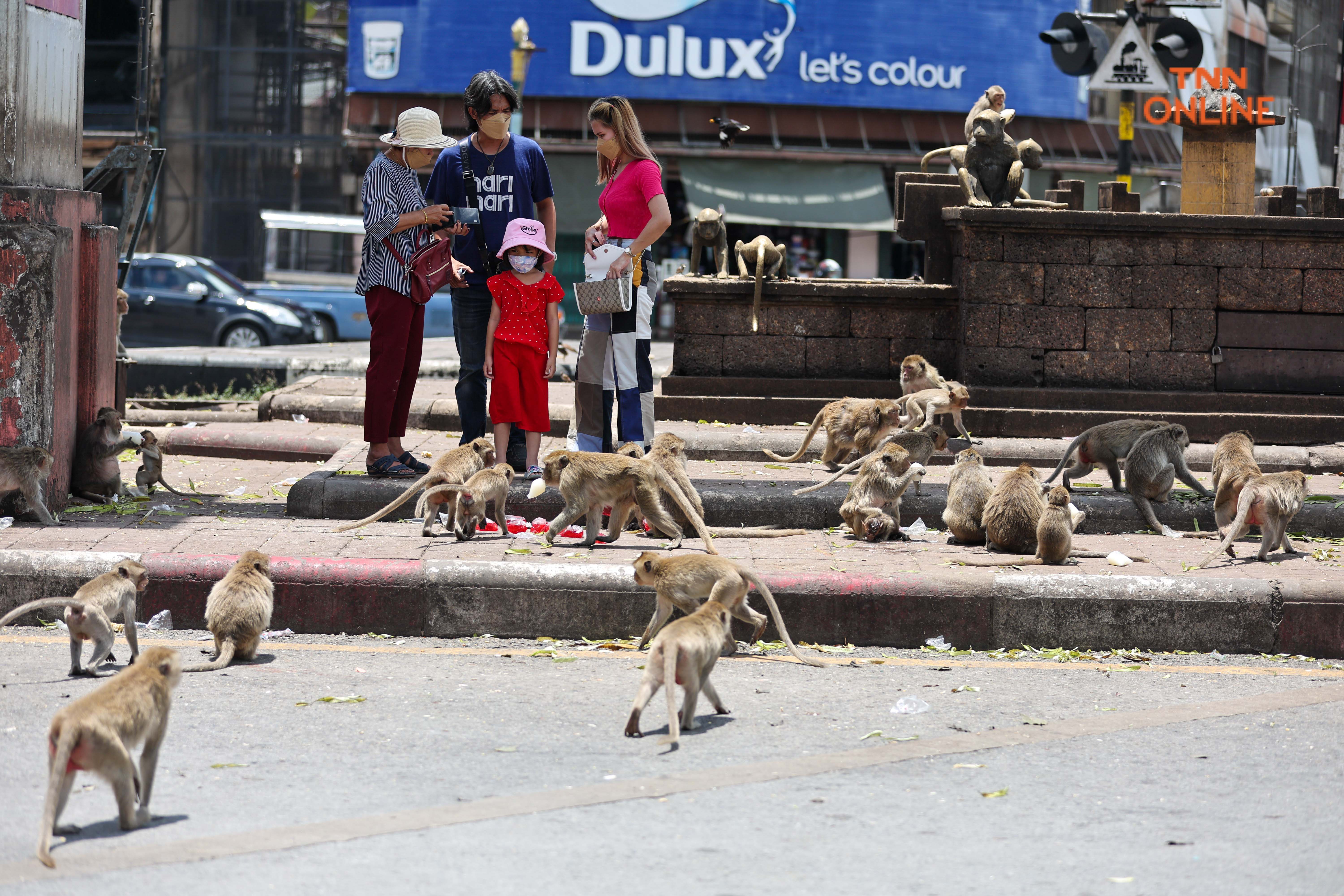 ลิงเมืองเก่าลพบุรี แซบ ซน ตื่นตาแก่ผู้มาเยือน