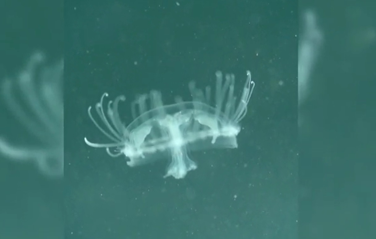 แมงกะพรุนมีพิษ ที่พบบ่อยในไทย แต่ละชนิดสัมผัสแล้วมีอาการอย่างไร?