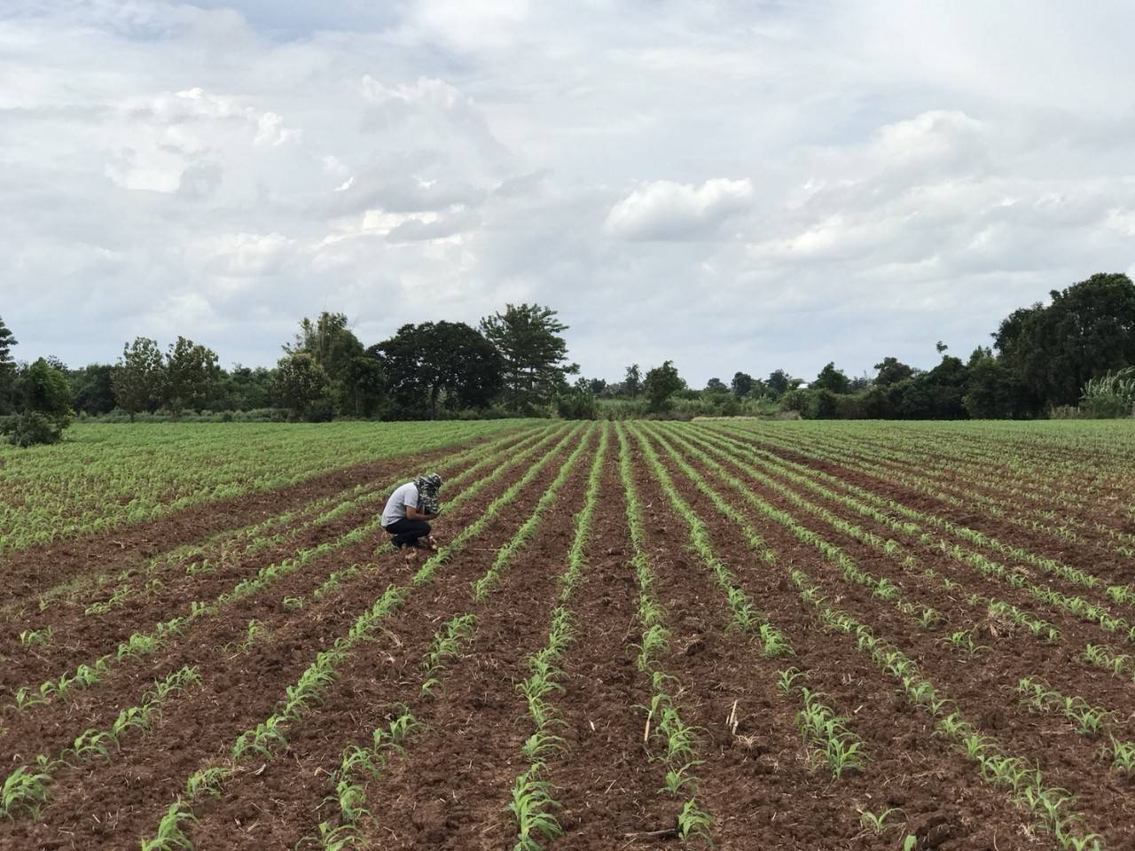 ซีพีเอฟ ร่วมกับคู่ค้าธุรกิจ ส่งเสริมเกษตรกรปลูกข้าวโพดใช้ไถกลบตอซังแทนการเผา ซีพีเอฟ ร่วมกับคู่ค้าธุรกิจ ส่งเสริมเกษตรกรปลูกข้าวโพดใช้ไถกลบตอซังแทนการเผา