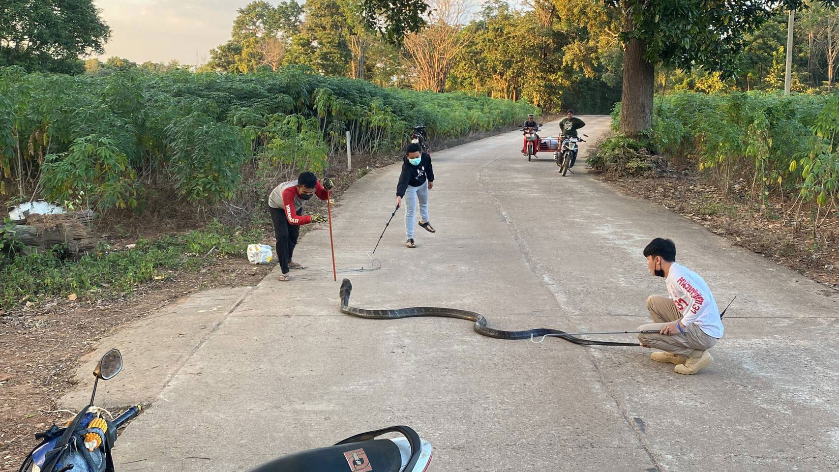 จงอางยักษ์ ยาว 4 เมตร บุกบ้าน โร่แจ้ง กู้ภัย จับด้วยมือเปล่า จงอางยักษ์ ยาว 4 เมตร บุกบ้าน โร่แจ้ง กู้ภัย จับด้วยมือเปล่า