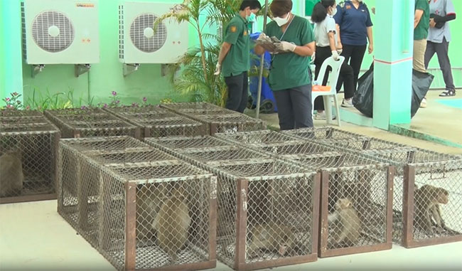 ลพบุรีเดินหน้าจัดระเบียบประชากรลิง จับเพิ่ม 300 ตัว ส่งสถานอนุบาล ลพบุรีเดินหน้าจัดระเบียบประชากรลิง จับเพิ่ม 300 ตัว ส่งสถานอนุบาล