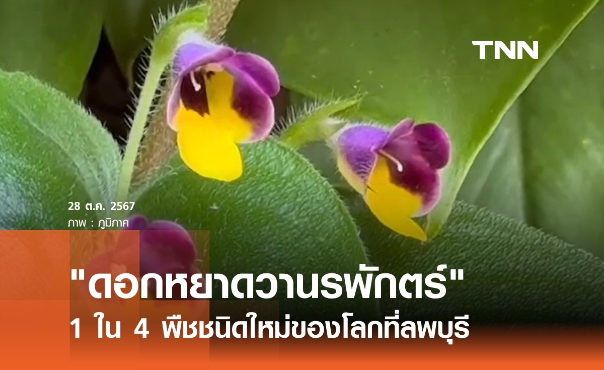 "ดอกหยาดวานรพักตร์"  พืชชนิดใหม่ของโลกที่ลพบุรี 