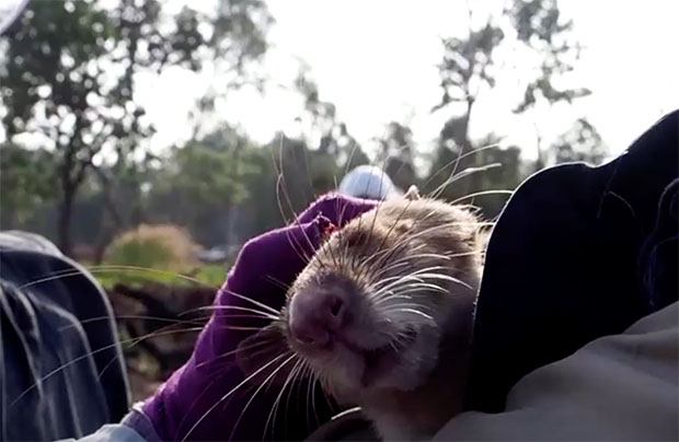เปิดภาพน่ารัก ‘หนูยักษ์ฮีโร่’ ดมกลิ่นหากับระเบิดในกัมพูชา 