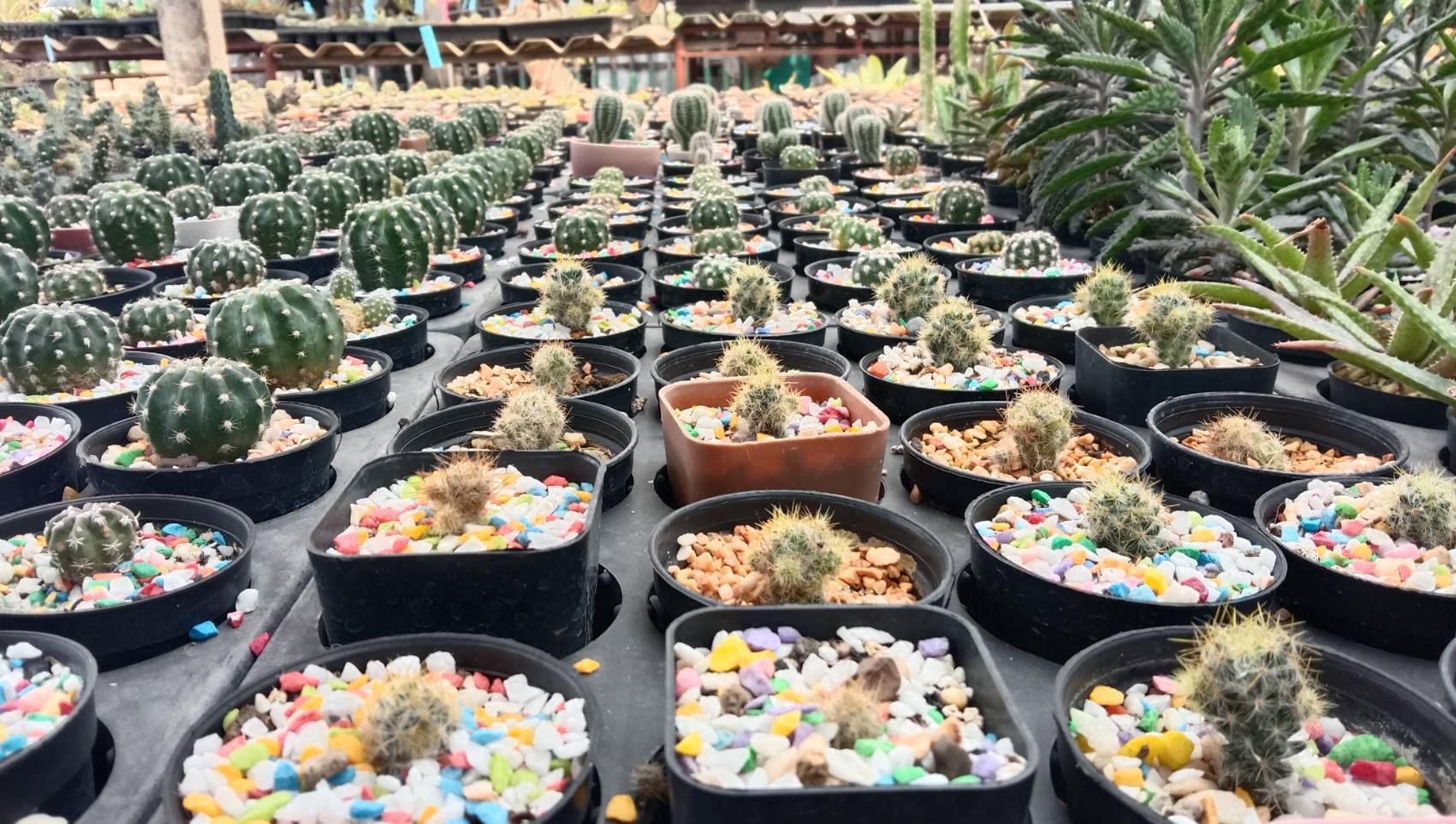 ปลูก กระบองเพชร สร้างรายได้นับหมื่น สาวโคราชเผยเคล็ดลับเลี้ยงแคคตัสให้สวย ปลูก กระบองเพชร สร้างรายได้นับหมื่น สาวโคราชเผยเคล็ดลับเลี้ยงแคคตัสให้สวย