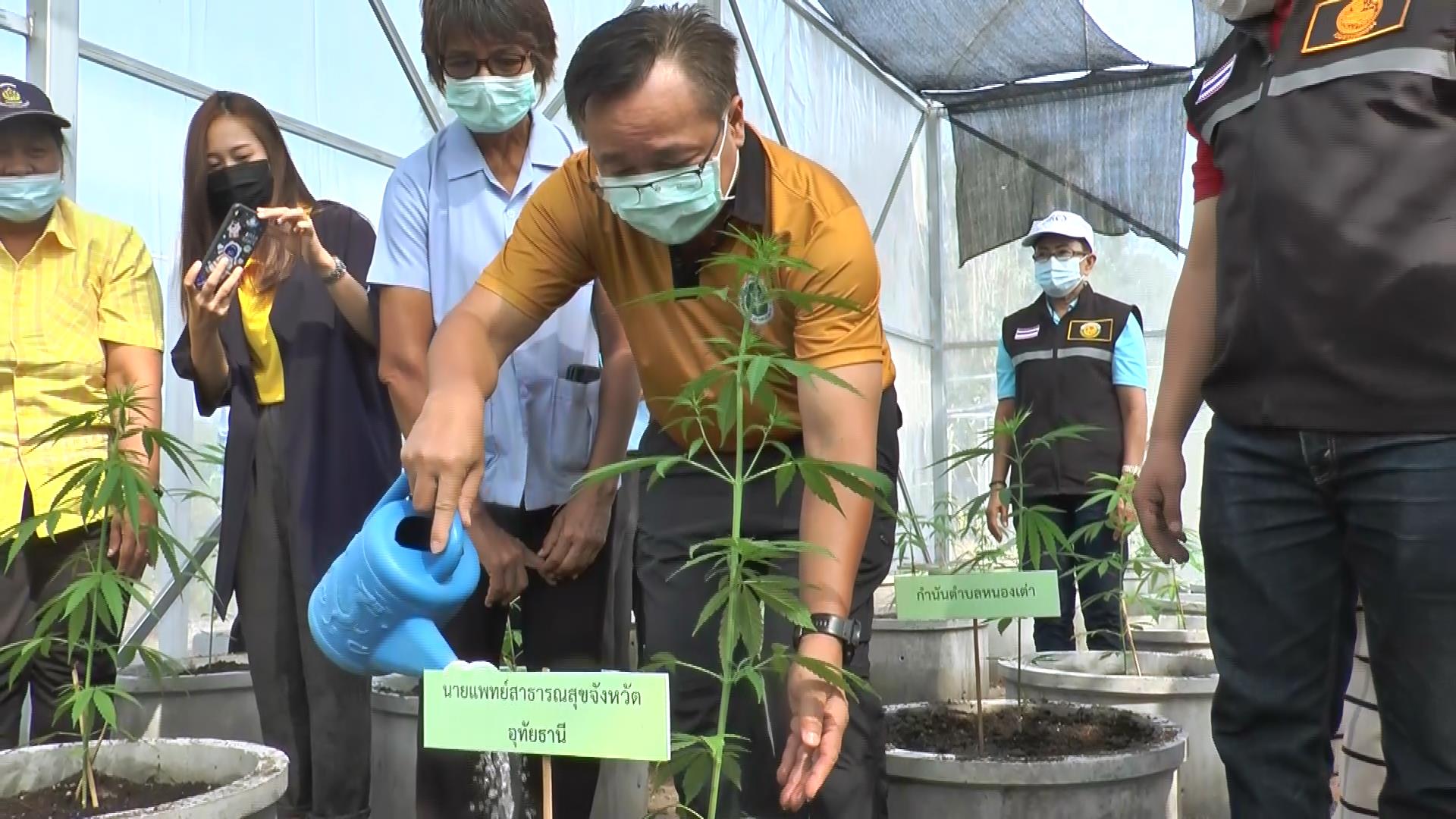 อุทัยธานีนำร่อง! ปลูกกัญชาทางการแพทย์ หวังฟื้นเศรษฐกิจชุมชน