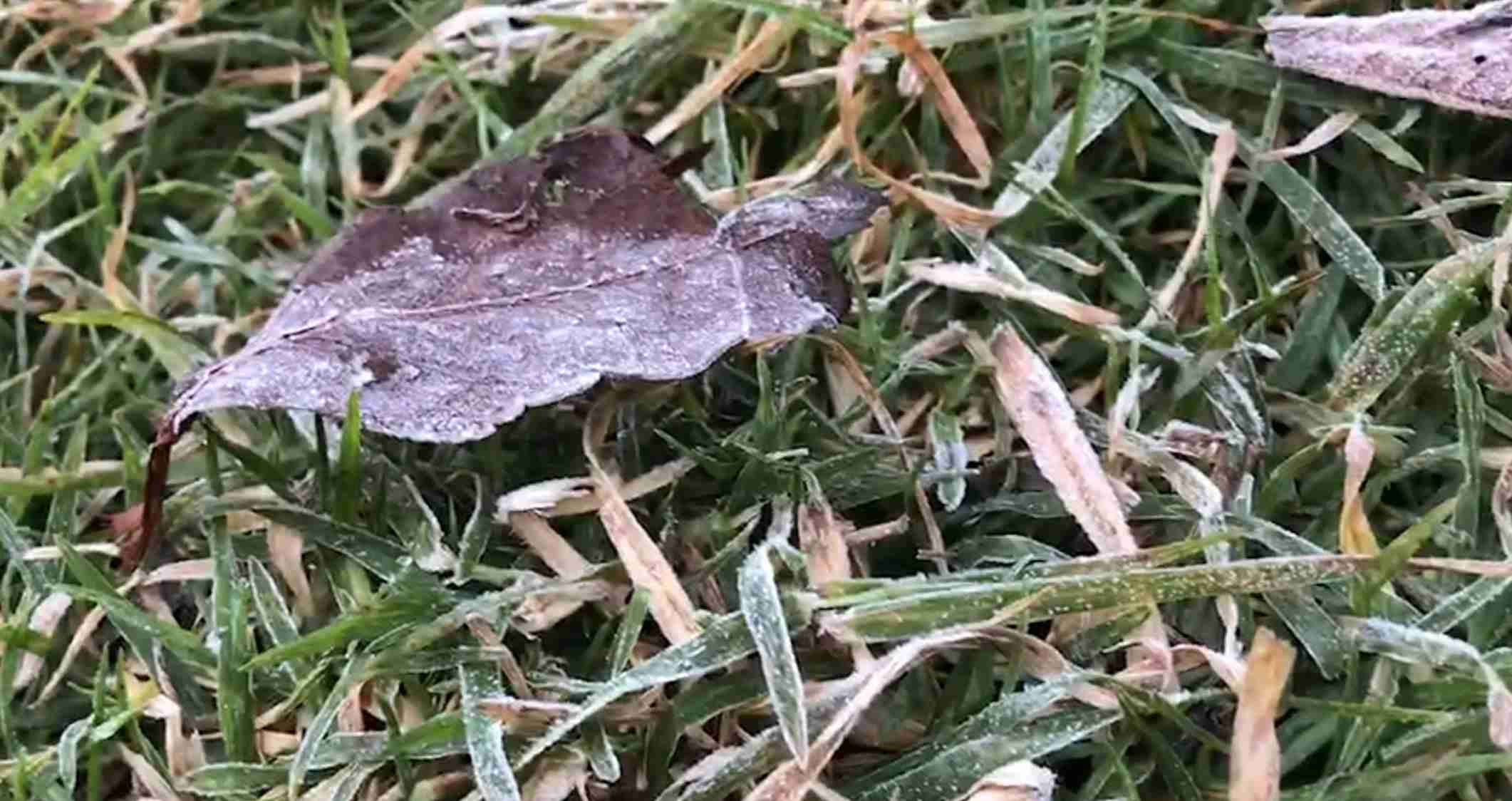 หนาวจัด! ดอยอินทนนท์ แตะ 5 องศาฯ เหมยขาบ กลับมาเยือนอีกครั้ง หนาวจัด! ดอยอินทนนท์ แตะ 5 องศาฯ เหมยขาบ กลับมาเยือนอีกครั้ง