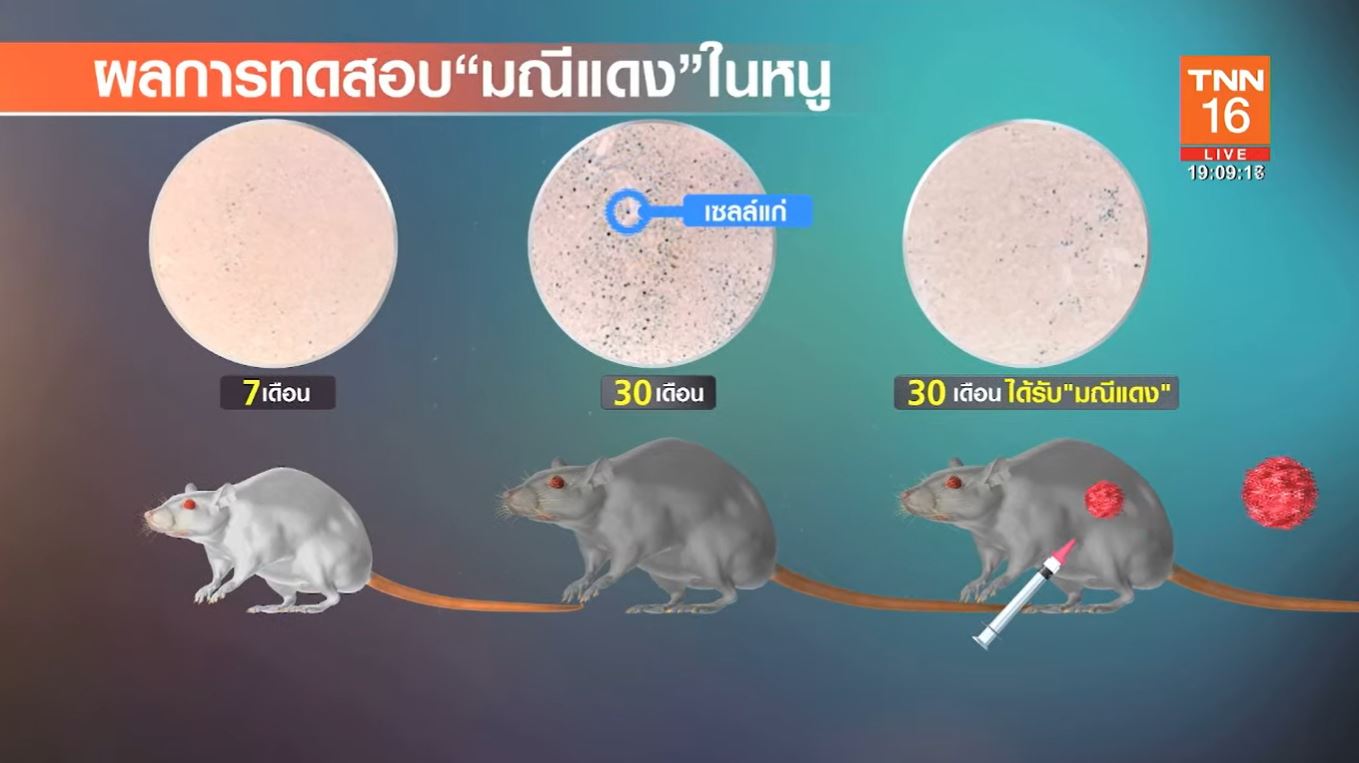 รู้จัก มณีแดง หรือ RED-GEMs ยาต้านความชรา ไทยค้นพบครั้งแรกของโลก!