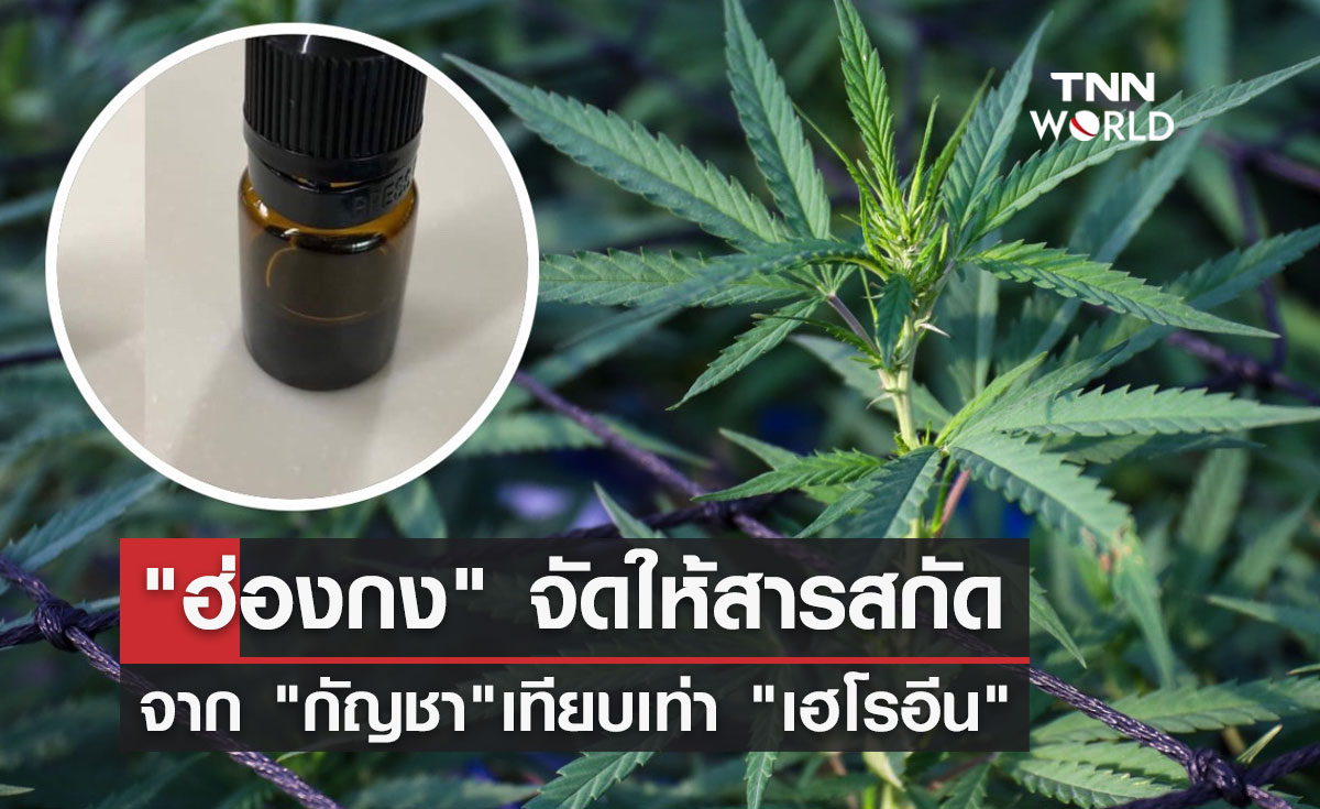 "ฮ่องกง" จัดให้สารสกัดจาก "กัญชา"เทียบเท่า "เฮโรอีน"