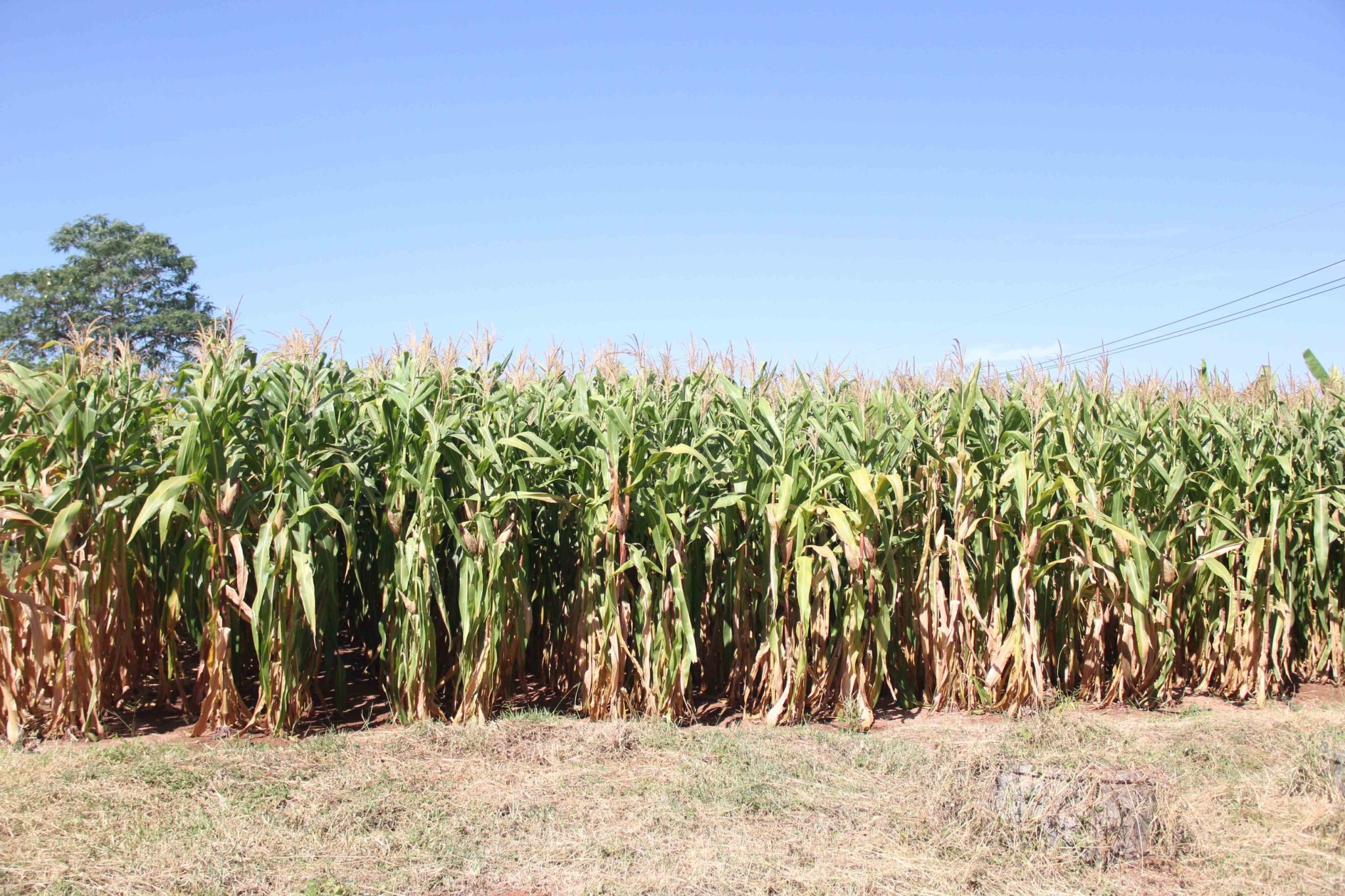 ข่าวเครือ   “สถาบันปิดทองหลังพระฯ จับมือ “ราชการ-เอกชน” กำหนดกติการ่วมทุน ลดความเสี่ยงให้เกษตรกรและรักษาสิ่งแวดล้อม
