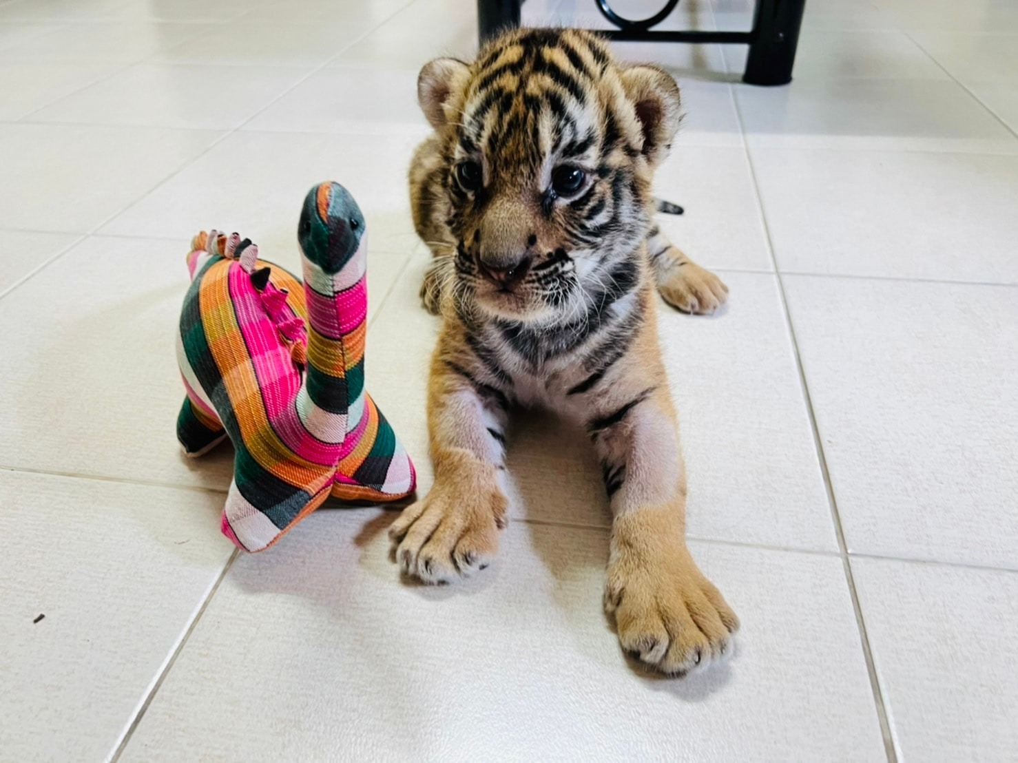 เปิดภาพล่าสุด “น้องขวัญ” เสือโคร่งของกลาง เน็ตไอดอลตัวใหม่ขวัญใจพี่ๆ