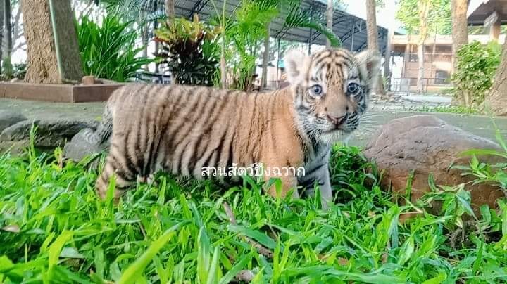 โล่งอก! ‘น้องขวัญ’ ไม่ได้ถูกล่าในป่าไทยตรวจ DNA เป็นพันธุ์ไซบีเรีย 