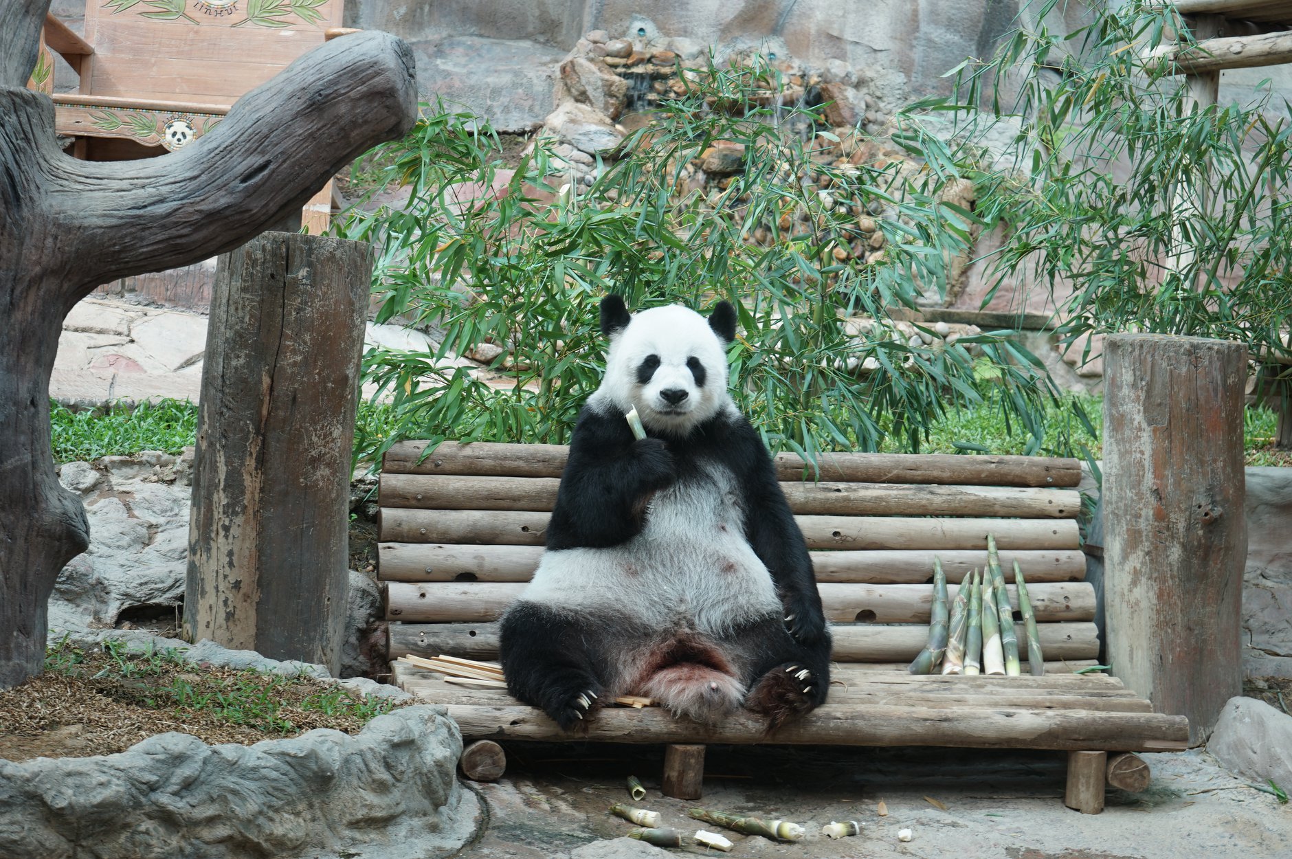 ด่วน! “แพนด้าหลินฮุ่ย” ตายแล้ว! กลับดาวหมีอายุ 21 ปี 