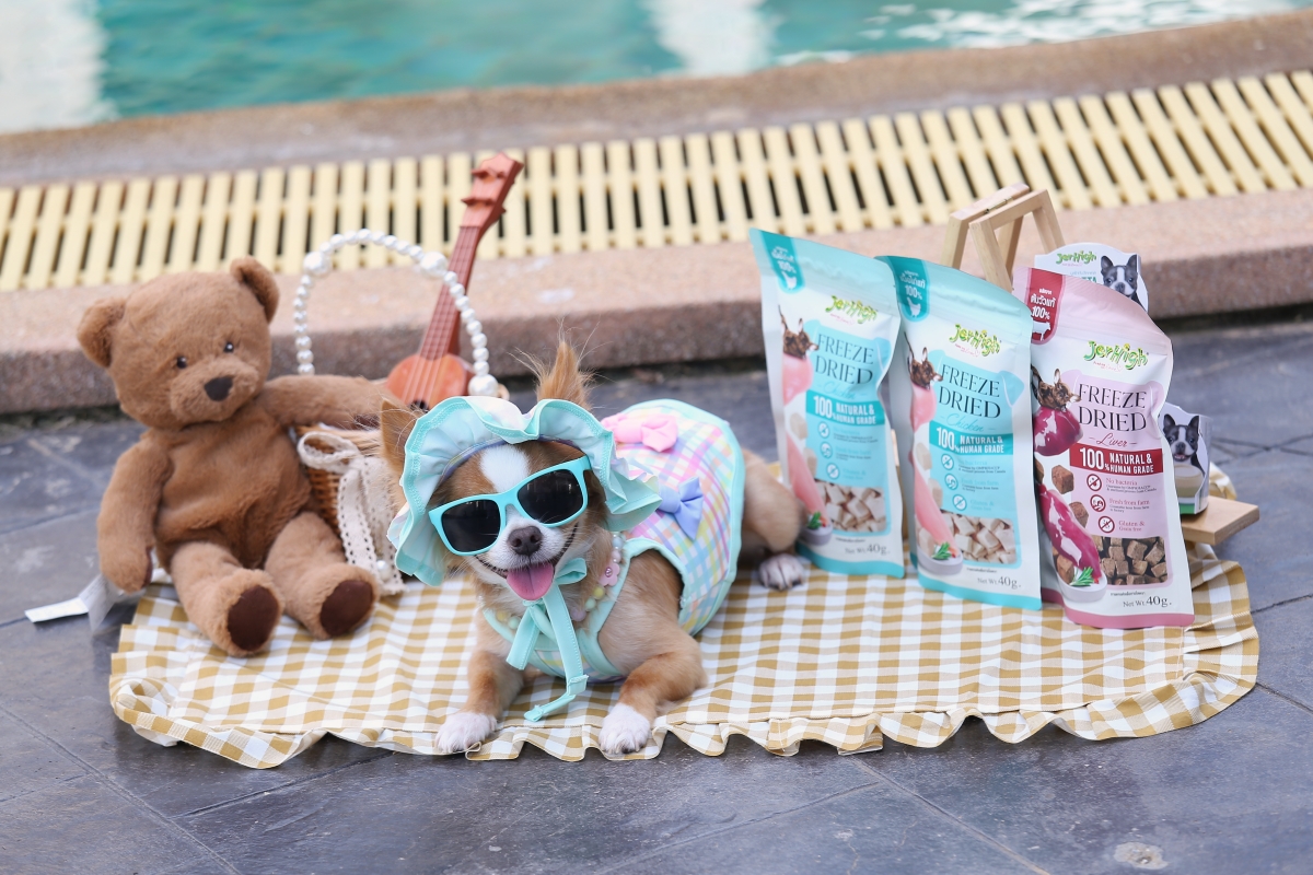 JerHigh x Nok Air เปิดไฟลท์พิเศษ พามะหมาตัวโปรด ลัดฟ้าแอ่วเชียงใหม่