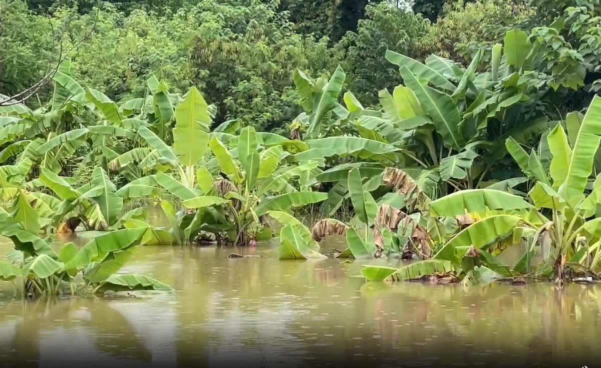 น้ำโขงที่ไหลผ่านเชียงของ จ.เชียงรายยังเพิ่มสูง น้ำโขงที่ไหลผ่านเชียงของ จ.เชียงรายยังเพิ่มสูง