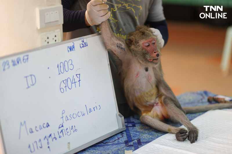 ทำหมันควบคุมประชากร แก้ปัญหาลิงขยายพันธ์ุเข้าถิ่นอาศัยคน ทำหมันควบคุมประชากร แก้ปัญหาลิงขยายพันธ์ุเข้าถิ่นอาศัยคน