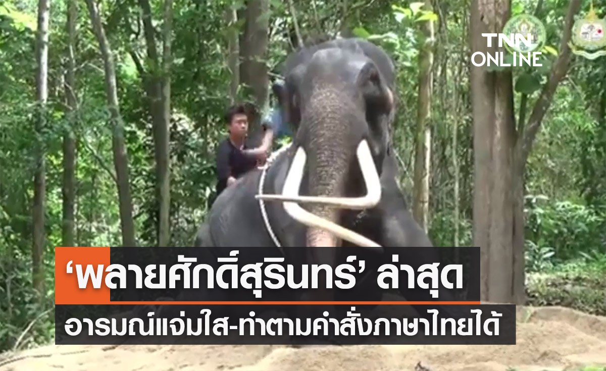 ‘พลายศักดิ์สุรินทร์’ ล่าสุด อารมณ์แจ่มใส-ทำตามคำสั่งภาษาไทยได้