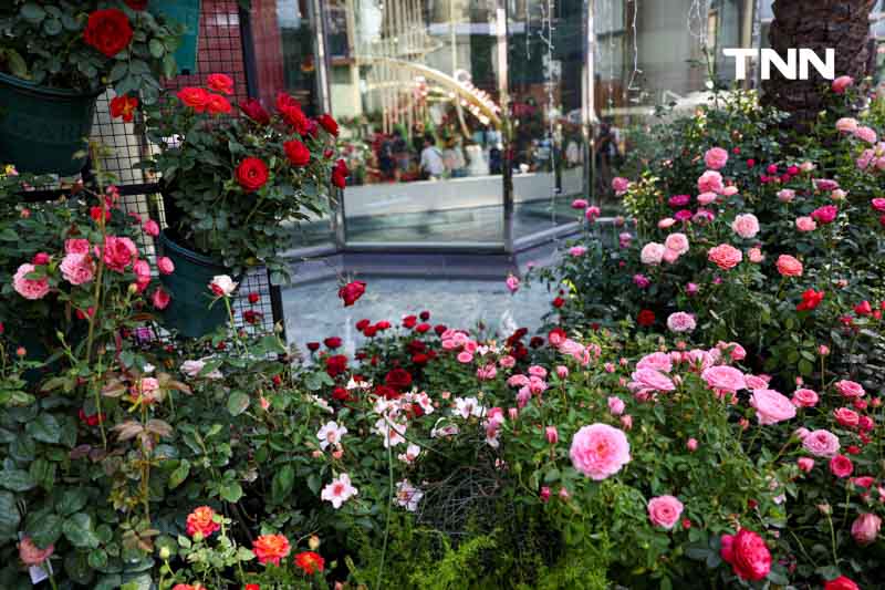 ยลโฉมกุหลาบ 260 สายพันธุ์ เนรมิตสวนกุหลาบใจกลางกรุงเทพ ยลโฉมกุหลาบ 260 สายพันธุ์ เนรมิตสวนกุหลาบใจกลางกรุงเทพ