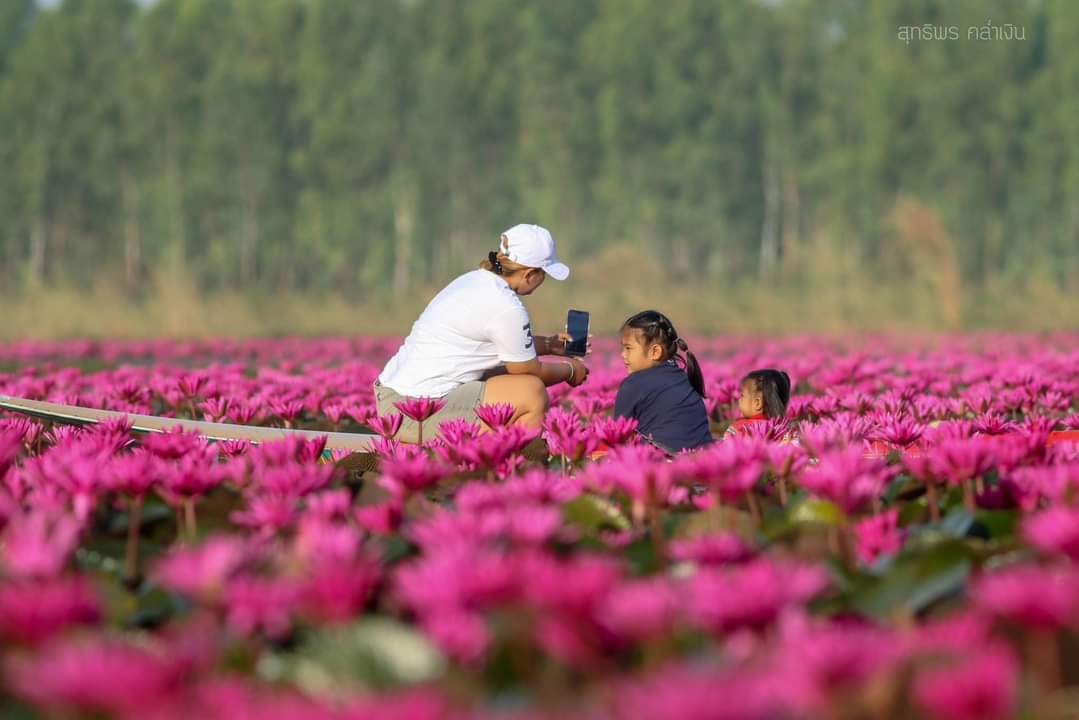 “ทุ่งดอกบัวแดงบึงบอระเพ็ด” จ.นครสวรรค์ บานสะพรั่งพร้อมรับนักท่องเที่ยว “ทุ่งดอกบัวแดงบึงบอระเพ็ด” จ.นครสวรรค์ บานสะพรั่งพร้อมรับนักท่องเที่ยว