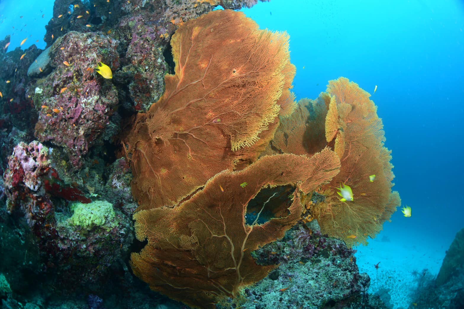 เปิดโลกใต้ทะเลชม ปะการัง สุดยอดความสวยงามติดอันดับโลก ที่ “หมู่เกาะสิมิลัน” จ.พังงา เปิดโลกใต้ทะเลชม ปะการัง สุดยอดความสวยงามติดอันดับโลก ที่ “หมู่เกาะสิมิลัน” จ.พังงา