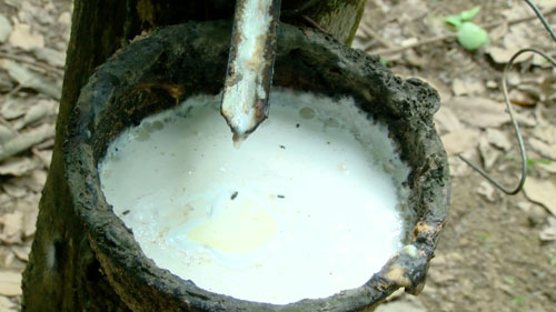 ส่องราคายางพาราไทย ปิดตำนาน “3 โล 100 “ ? ส่องราคายางพาราไทย ปิดตำนาน “3 โล 100 “ ?