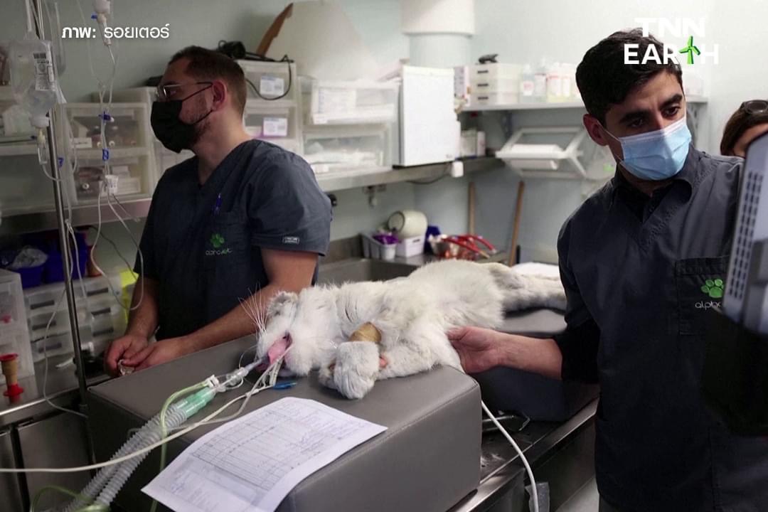 ช่วย “ลูกเสือขาว” ถูกทิ้งถังขยะในลานจอดรถสวนสัตว์ เอเธนส์