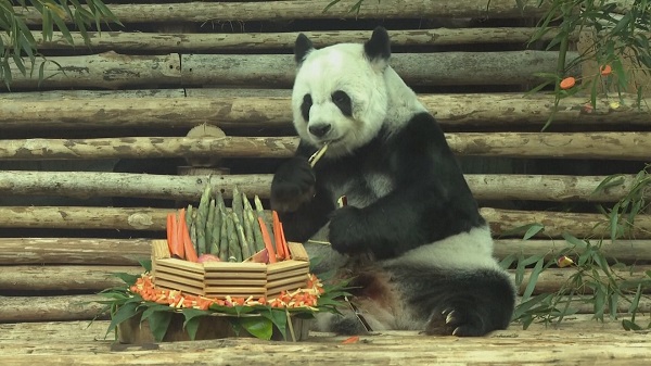 สวนสัตว์เชียงใหม่แถลงสาเหตุการตาย “หลินฮุ่ย”   (มีคลิป)