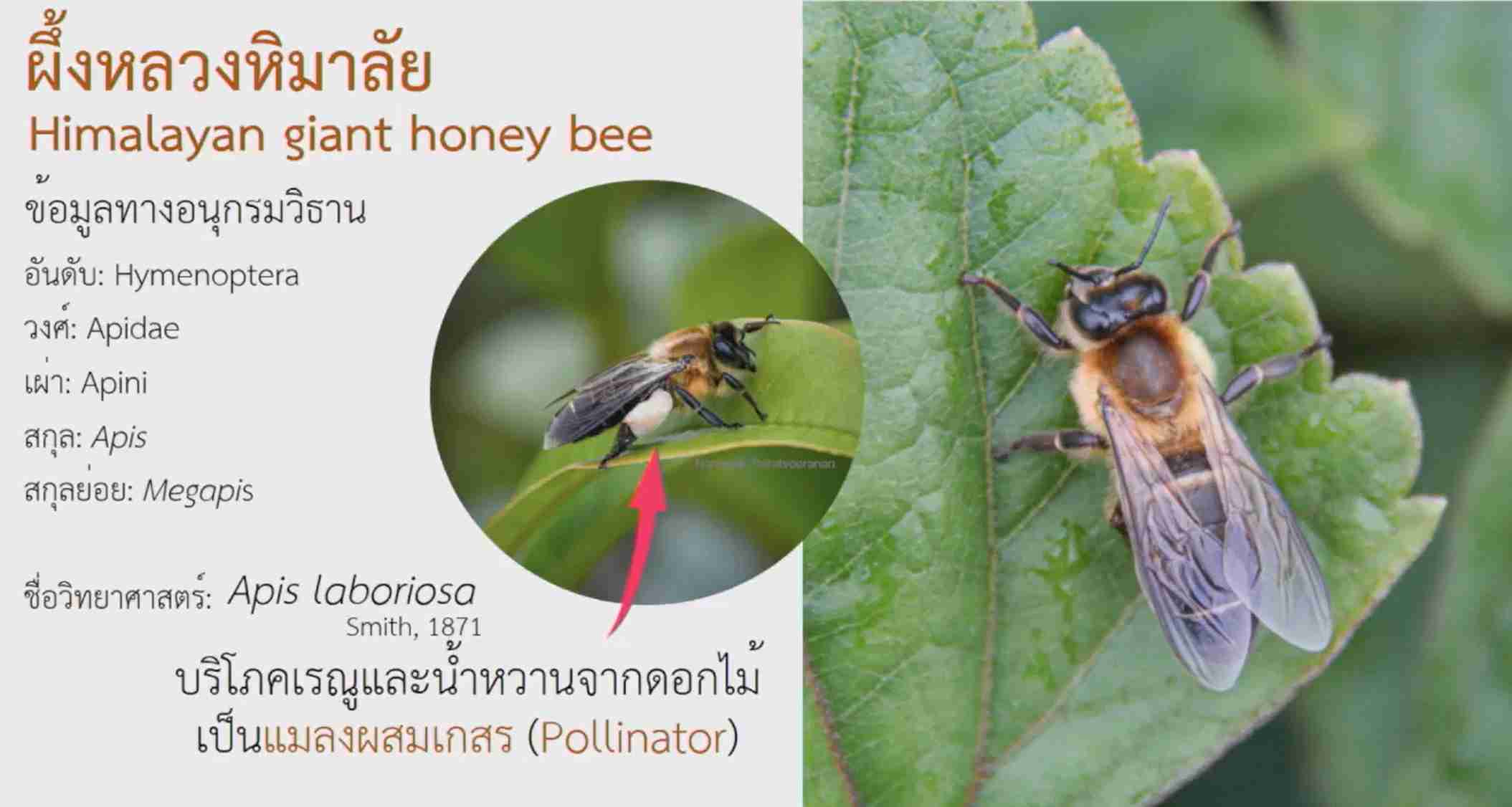 ครั้งแรกในไทย! กรมอุทยานแห่งชาติสัตว์ป่าฯ แถลงพบ ผึ้งหลวงหิมาลัย ครั้งแรกในไทย! กรมอุทยานแห่งชาติสัตว์ป่าฯ แถลงพบ ผึ้งหลวงหิมาลัย