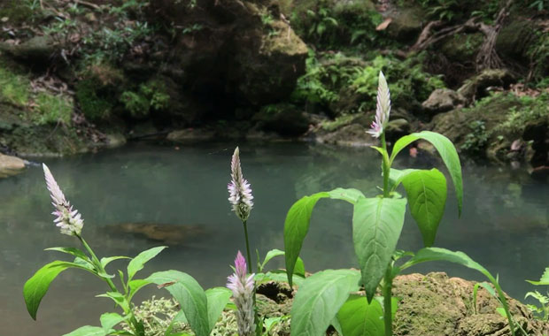 โควิด-ภัยแล้ง! ทำน้ำตกซับชมภู เงียบเหงา เหือดแห้ง โควิด-ภัยแล้ง! ทำน้ำตกซับชมภู เงียบเหงา เหือดแห้ง