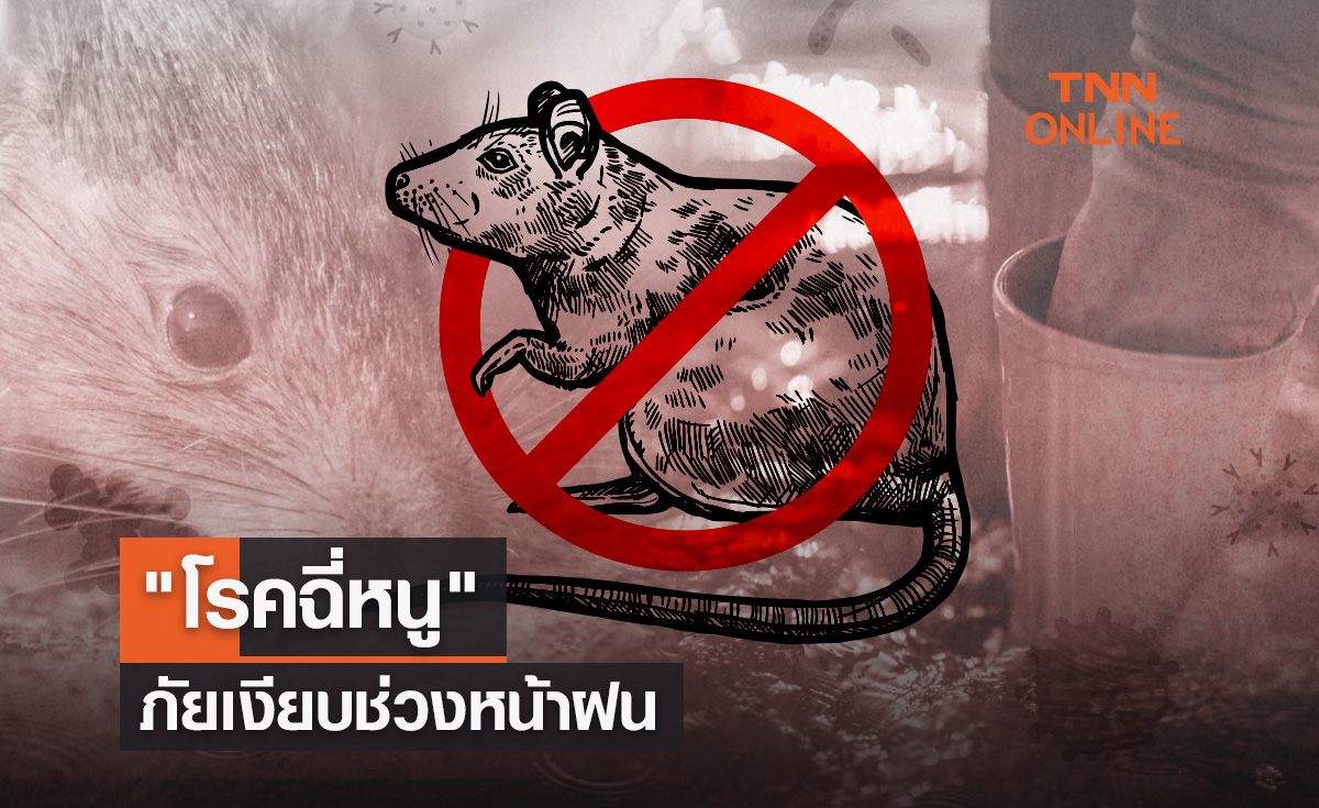เตือน! ช่วงฝนตกต่อเนื่อง-น้ำท่วมระวังป่วย "โรคฉี่หนู"