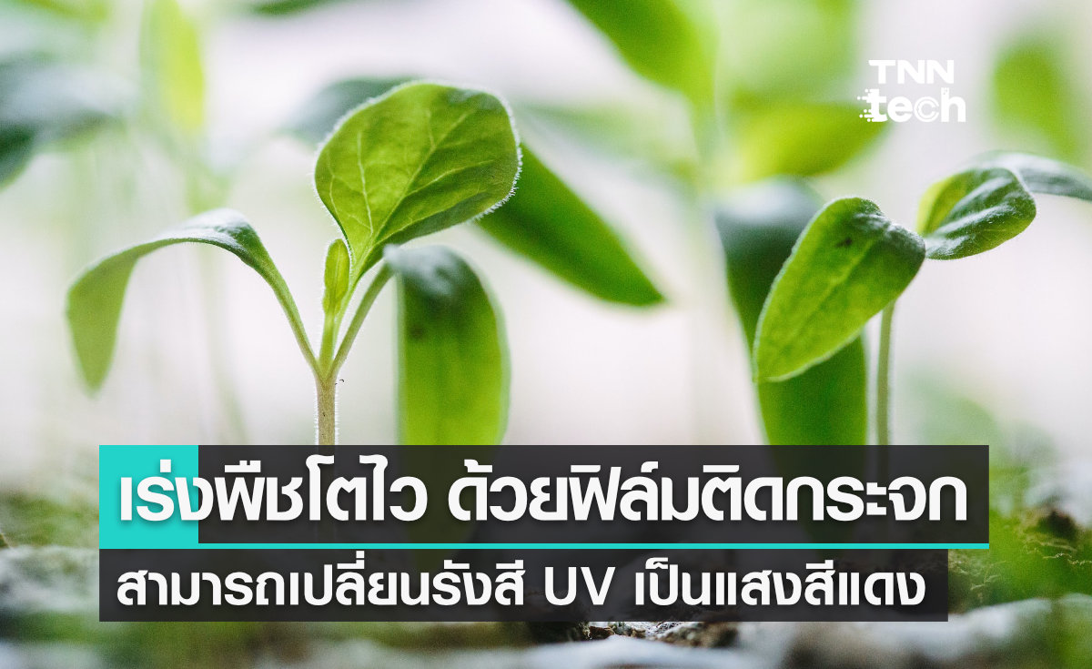 เร่งพืชโตไวด้วย "ฟิล์มติดกระจก" เคลือบสารพิเศษเปลี่ยนรังสี UV เป็นแสงสีแดง