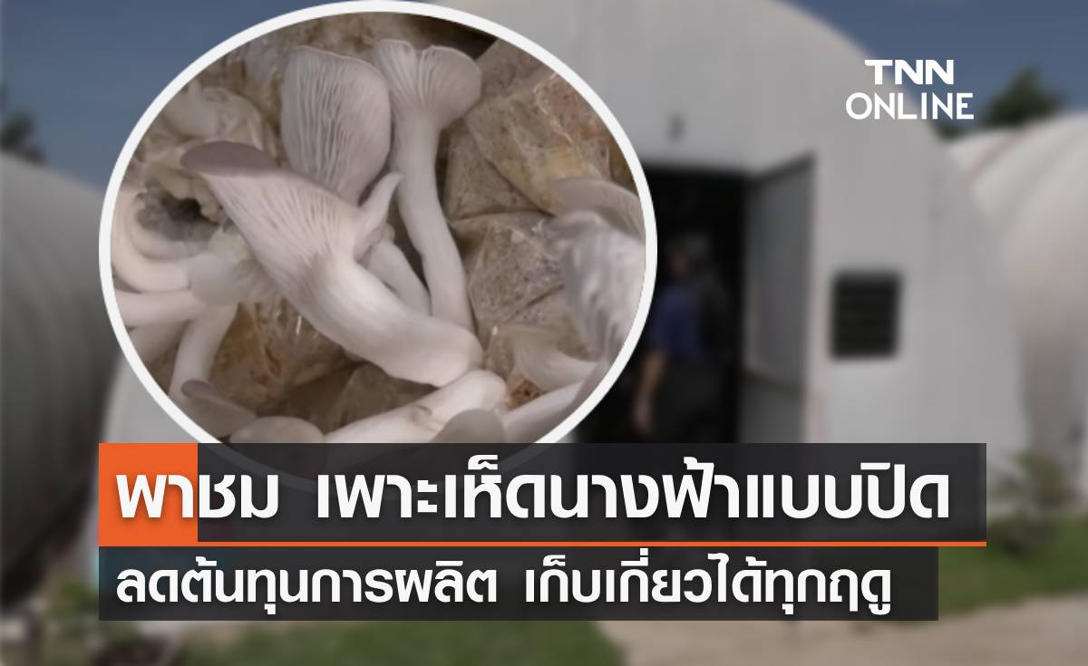 พามาดู วิธีเพาะเห็ดนางฟ้าระบบปิด ลดต้นทุนการผลิตเก็บได้ทุกฤดู 
