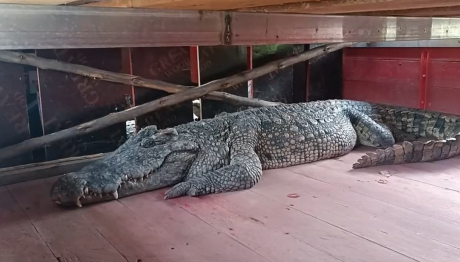 เตือนด่วน! จระเข้แสดงโชว์ยาว 2 เมตร หลุดหายลงแม่น้ำปิง จนทเร่งล่า เตือนด่วน! จระเข้แสดงโชว์ยาว 2 เมตร หลุดหายลงแม่น้ำปิง จนทเร่งล่า