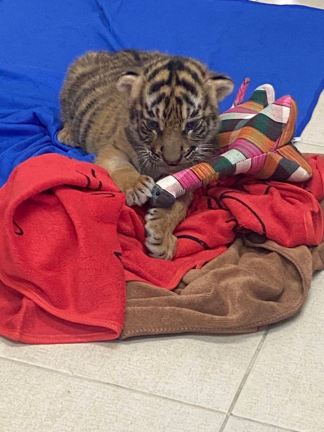 เปิดภาพล่าสุด “น้องขวัญ” เสือโคร่งของกลาง เน็ตไอดอลตัวใหม่ขวัญใจพี่ๆ