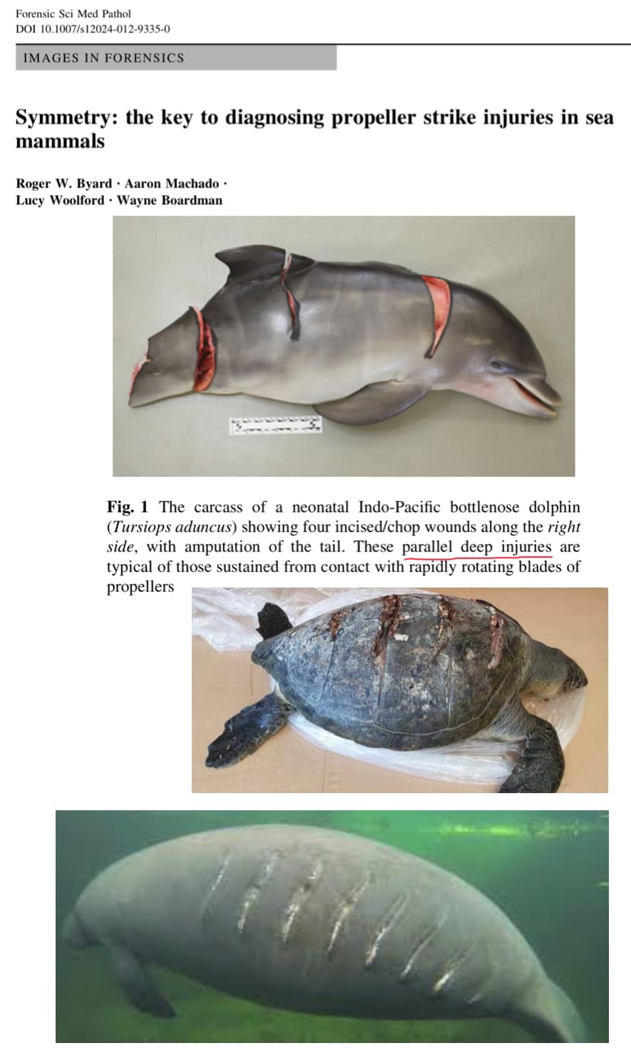 ไขข้อสงสัย “บาดแผลที่เกิดจากใบพัดเรือ” มีลักษณะอย่างไร ไขข้อสงสัย “บาดแผลที่เกิดจากใบพัดเรือ” มีลักษณะอย่างไร