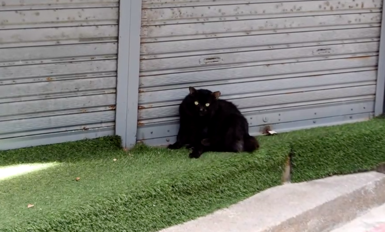 ทาสช่วยน้องด้วย! แมวถูกทิ้งติดเกาะพีพีกว่า 1 พันตัว ผลกระทบโควิด-19 ทาสช่วยน้องด้วย! แมวถูกทิ้งติดเกาะพีพีกว่า 1 พันตัว ผลกระทบโควิด-19