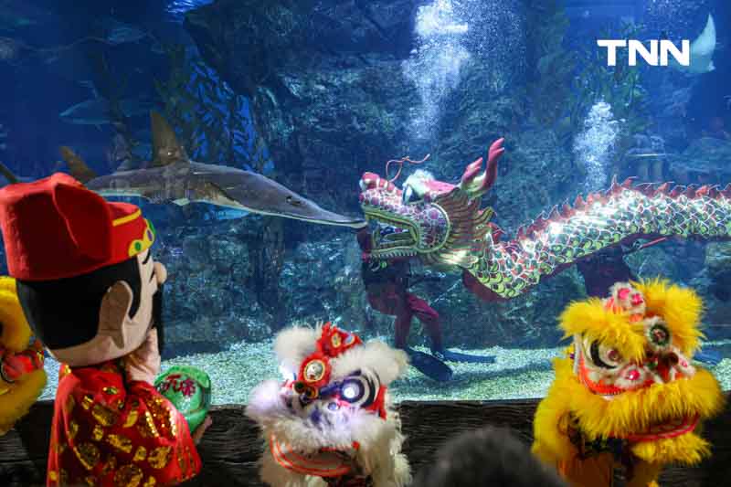 เตรียมต้อนรับเทศกาลตรุษจีน เชิดมังกรใต้น้ำ ที่ ซีไลฟ์ แบงคอก เตรียมต้อนรับเทศกาลตรุษจีน เชิดมังกรใต้น้ำ ที่ ซีไลฟ์ แบงคอก