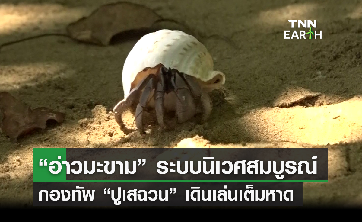  “อ่าวมะขาม” ระบบนิเวศสมบูรณ์ กองทัพ “ปูเสฉวน” เดินเล่นเต็มหาด
