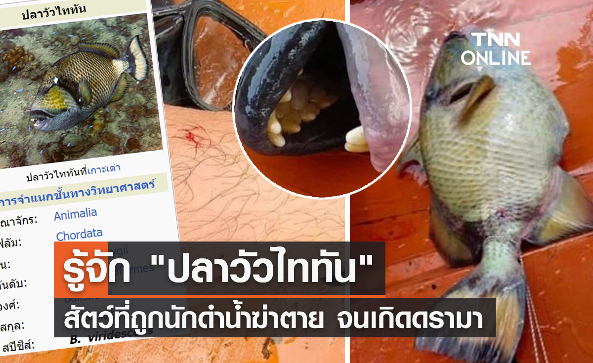 รู้จัก "ปลาวัวไททัน" หรือ "ปลาวัวอำมหิต" สัตว์ที่ถูกนักดำน้ำฆ่าตาย 